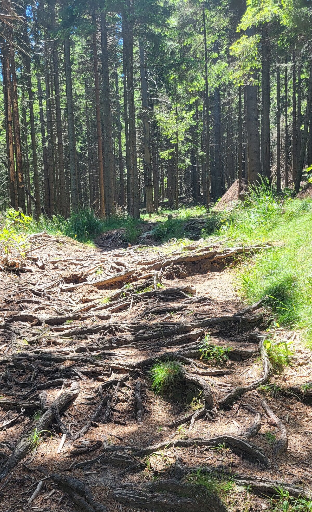 Waldweg voller freiliegender Baumwurzeln zwischen hohen Fichten, im Sonnenlicht