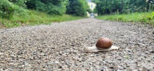 Eine Schnecke auf einem breiten Kiesweg, der sich in die Ferne zieht