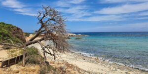 Ein vom Wind schief gewachsener Baum an einem Strand am Meer